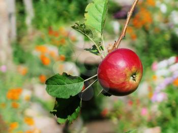 Red Apple in an apple orchard