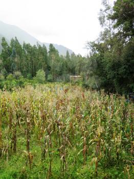 Beautiful green maize field