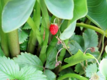 Closeup of Ripe Strawberry fruits on the branch