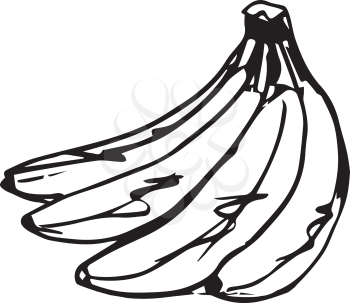 Sketch of a delicious banana vector illustration