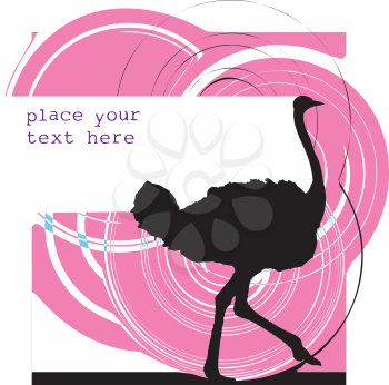 Ostrich illustration