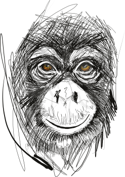 Sketch of monkey face vector illustration