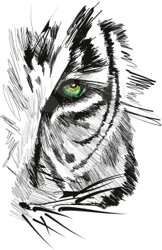 Sketch of tiger face vector illustration
