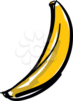 Hand drawn Banana fruit vector illustration