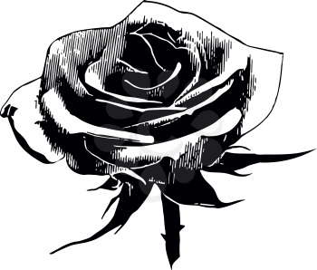Black silhouette of rose illustration. Vector illustration