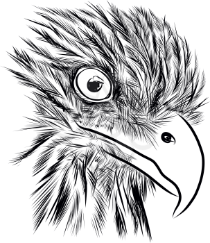 Bald Headed Eagle. Hand Drawn Sketch - vector illustration
