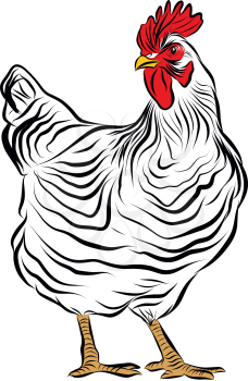 White chicken standing hand drawn sketch vector illustration