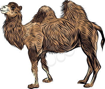 Bactrian camel hand drawn sketch vector illustration