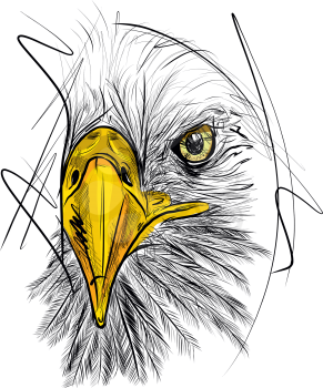 Bald Headed Eagle. Hand Drawn Sketch - vector illustration
