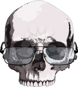 Intelligent looking Skull in reading glasses isolated on white background