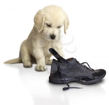 little spoiled Golden Retriever Puppy with a boot that he tore while playing