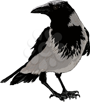 Seated black raven image detail isolated on white background