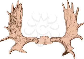 elk antlers with the skull. between the blank space for text