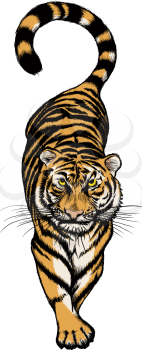 Vector illustration of Crouching Tiger isolated on white