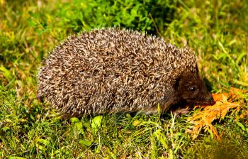 Cute young hedgehog in green grass in profile