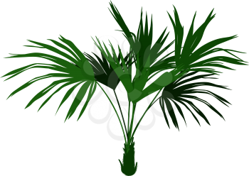 Decorative homemade palm tree Washingtonia robusta isolated on white background
