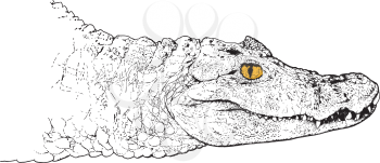 Sketch Head of a crocodile with a yellow eye looking at the viewer