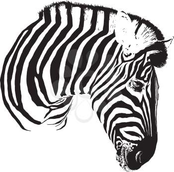Painted black stripes Zebra head turned in profile