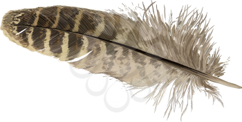 Vector illustration - beige pheasant feather isolated on white background