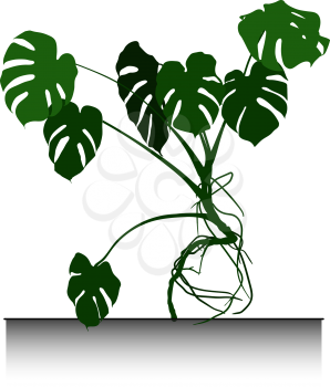 great home monstera palm isolated on white background