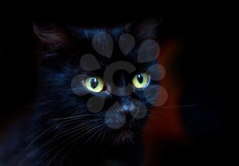 portrait of a yard black cat on a dark background close-up