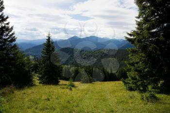 The summer scenery of the Carpathian Mountains overgrown with dense forest