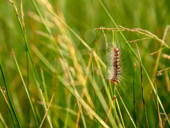 shaggy caterpillar of oxalic scoops close-up in green grass