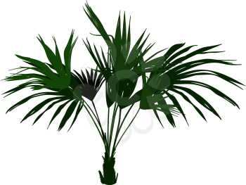 Green indoor decorative plant exotic palm tree vector illustration