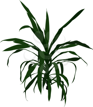Green indoor decorative plant exotic palm tree vector illustration