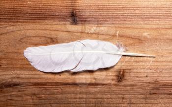 white feather of a dove lying on top of an old wooden board