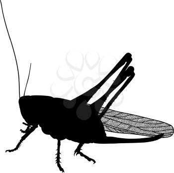 Black silhouette insect pest locust crop destroyer in the fields and gardens with carefully drawn transparent wings