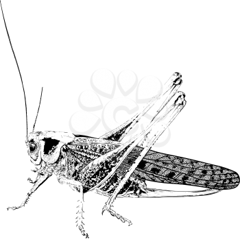 Black Drawn in detail insect pest locust crop destroyer in the fields and gardens isolated on white background
