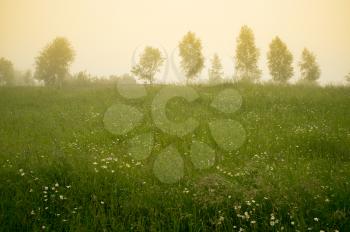 Beautiful morning in the countryside. Meadow and trees in the fog