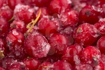 frozen berries red currant, macro