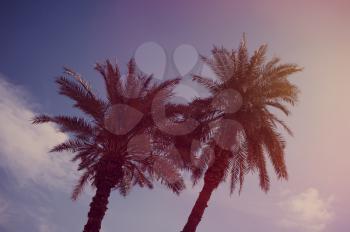Palm trees on the bright blue sky backgroundб vintage filter