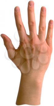 Royalty Free Photo of a full Hand