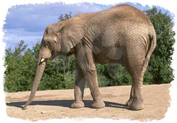 Royalty Free Photo of an Elephant 