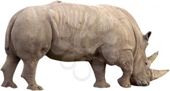 Royalty Free Photo of a Rhinoceros  