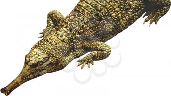 Royalty Free Photo of an Alligator 