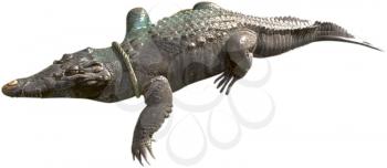 Royalty Free Photo of an Alligator