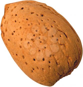 Royalty Free Photo of an Almond Shell