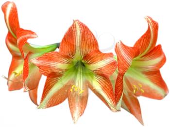 Royalty Free Photo of a Striped Amaryllis Lily Flower
