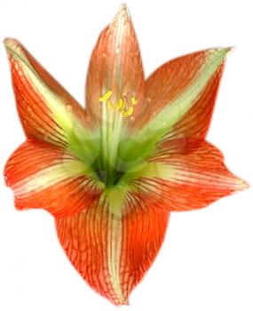 Royalty Free Photo of a Striped Amaryllis Lily Flower 