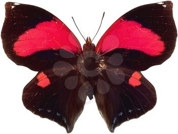 Royalty Free Photo of a Red and Black Butterfly