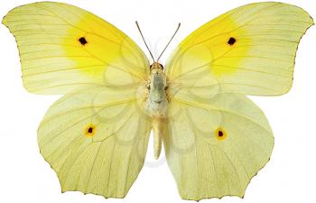 Royalty Free Photo of a Brimstone Butterfly