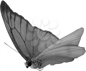 Royalty Free Black and White Photo of a Butterfly