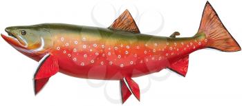 Royalty Free Photo of an Arctic Char Fish 