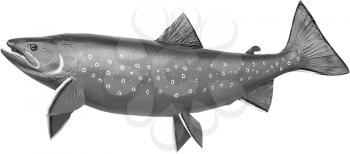Royalty Free Black and White Photo of an Arctic Char Fish 