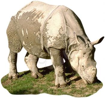 Royalty Free Photo of an Indian Rhinoceros Assam 