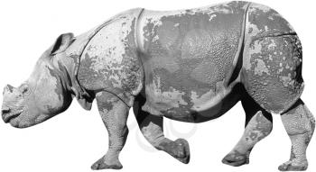 Royalty Free Black and White  Photo of an Indian Rhinoceros Assam 